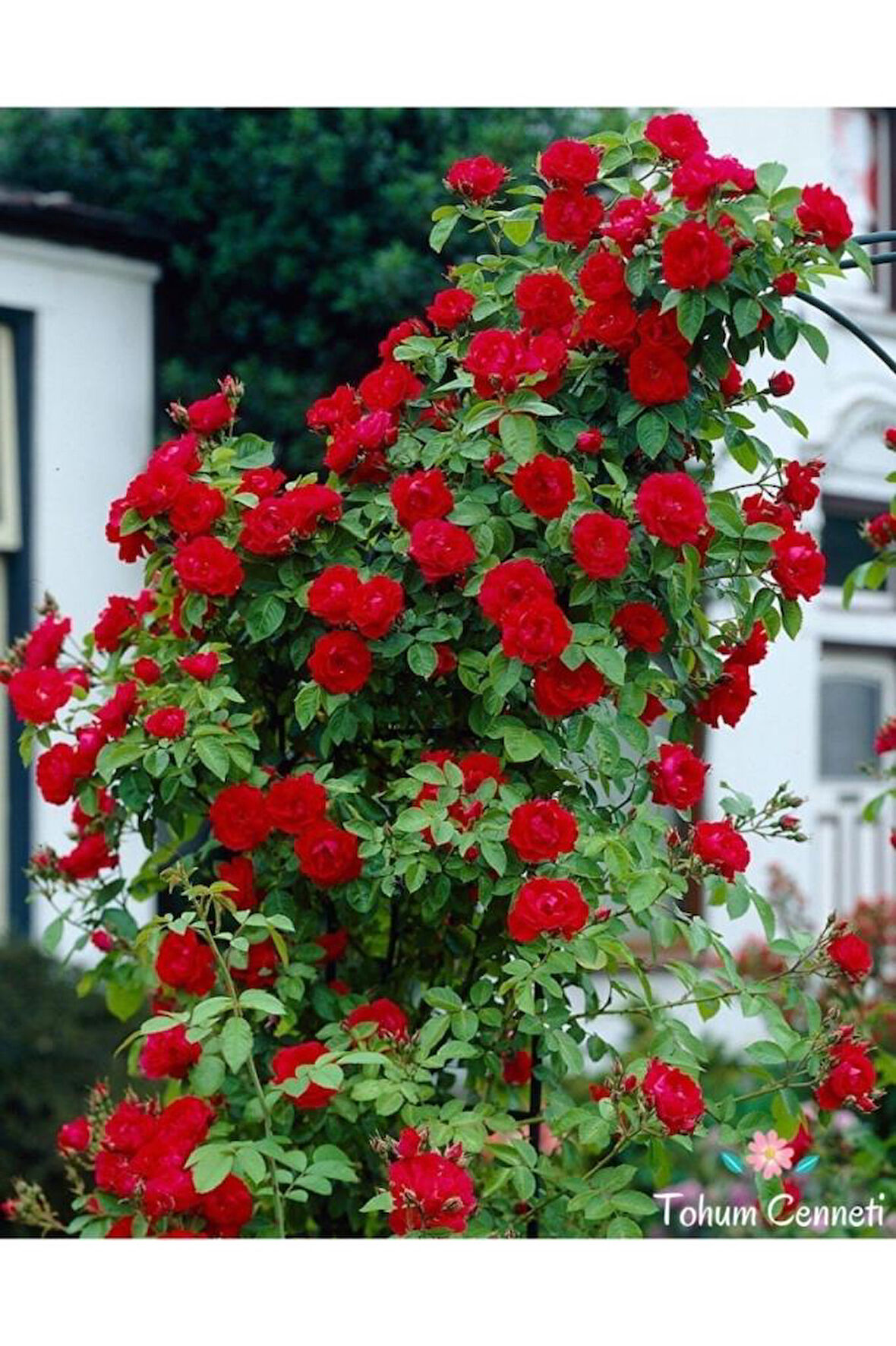 Gül Fidanı Kırmızı Saksıda Kokulu Yediveren Sarmaşık 10-20 cm