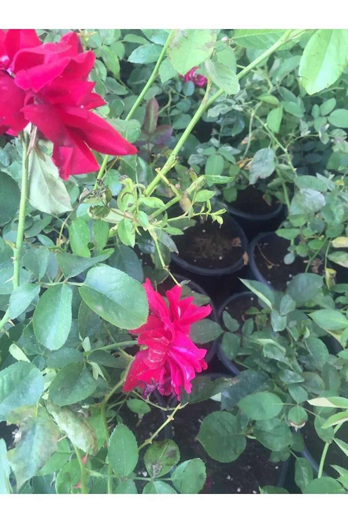 Gül Fidanı Isparta Gülü Tüplü Sarmaşık 15-30 cm