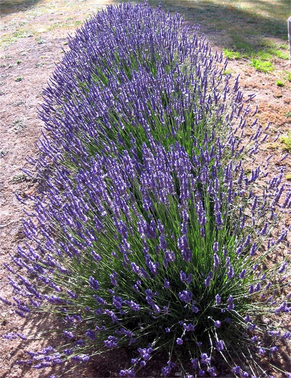 10 Adet Açık Kök Yoğun Kokulu Aromatik Lavanta Fidanı