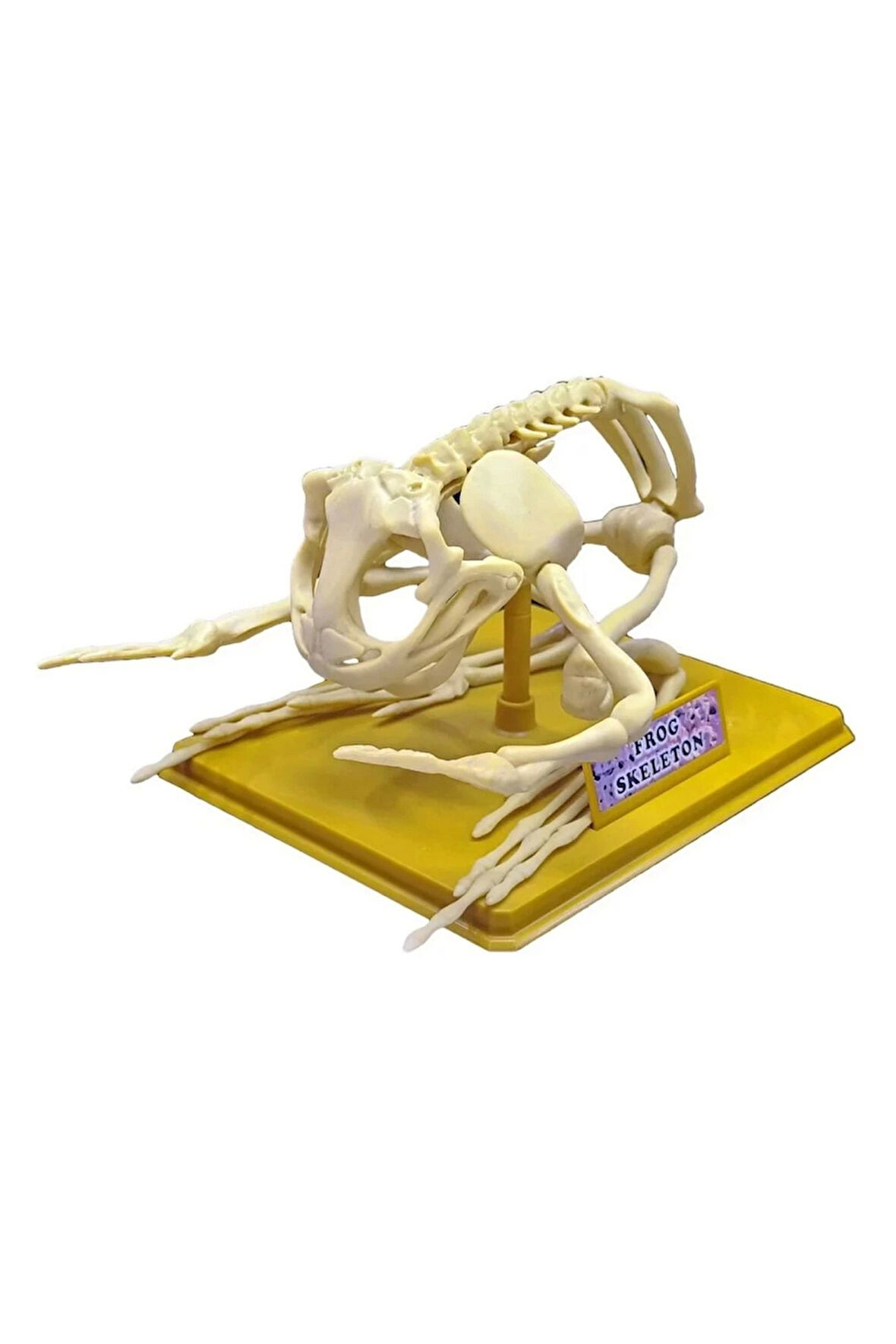 Kız Çocuk Oyuncak Kurbağa İskeleti Bilim Seti Erkek Çocuk Oyuncak Eğitici Oyuncaklar
