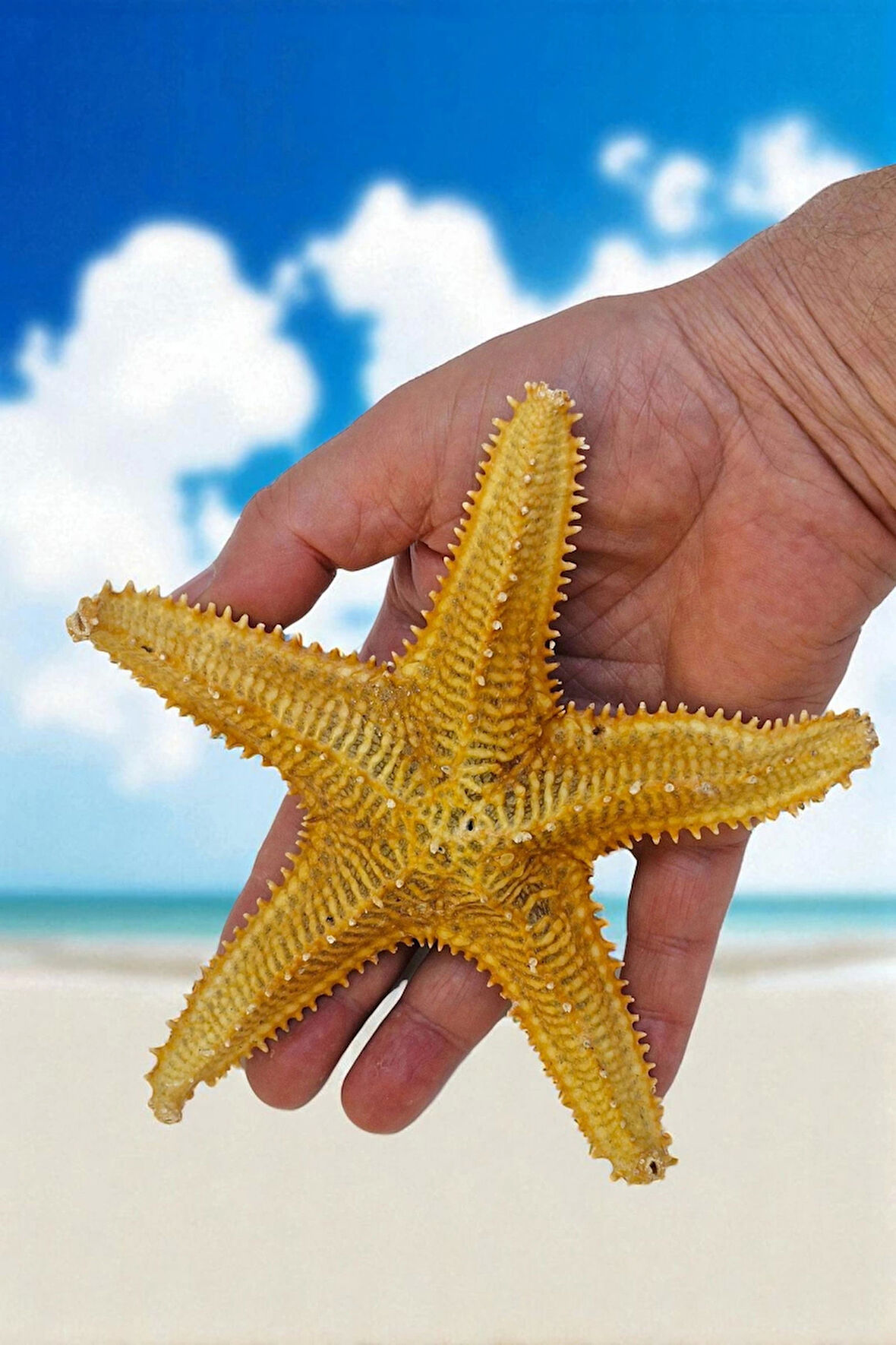 Büyük Boy Kurutulmuş Deniz Yıldızı DY17