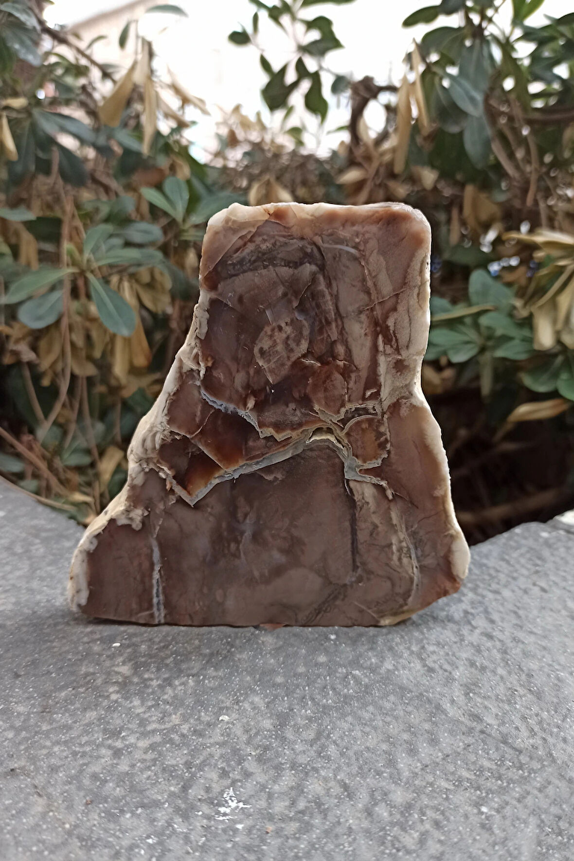 Ağaç Fosili Dekoratif Plaka 10AF