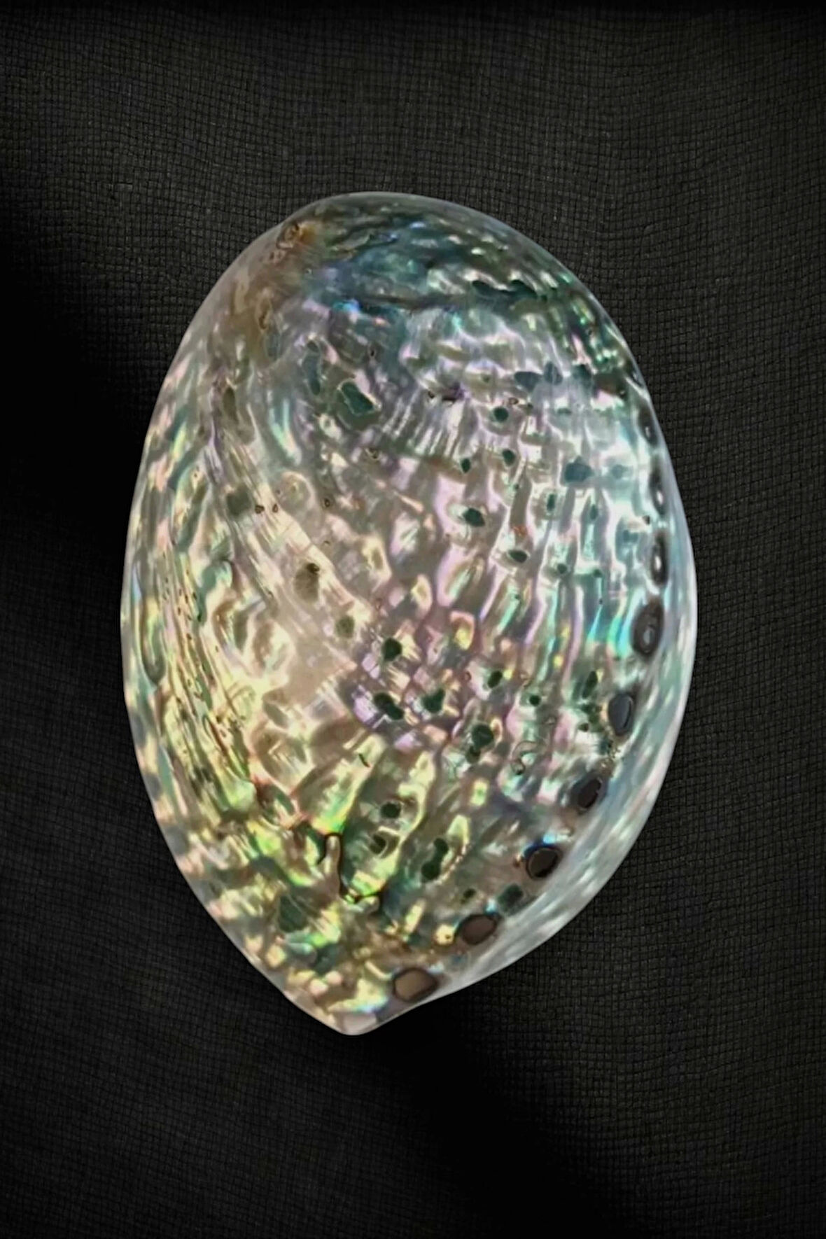 Abalone Shell Süper Renkli Istiridye Kabuğu