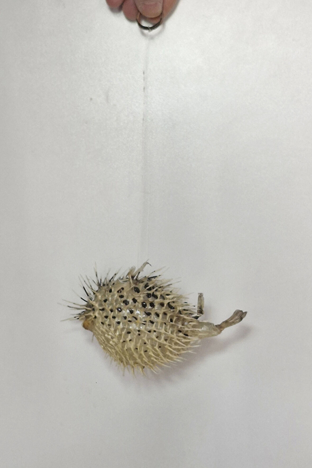 Dikenli Balon Balığı Fugu Fish