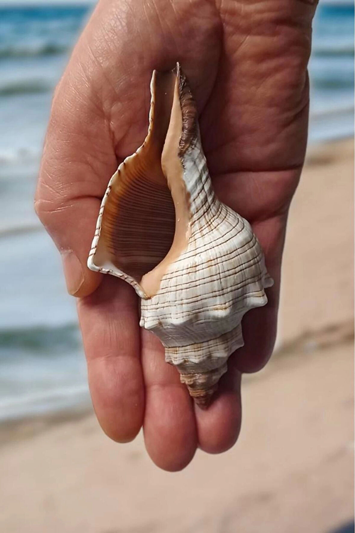 Büyük Boy Deniz Kabuğu Horse Conch 10HC