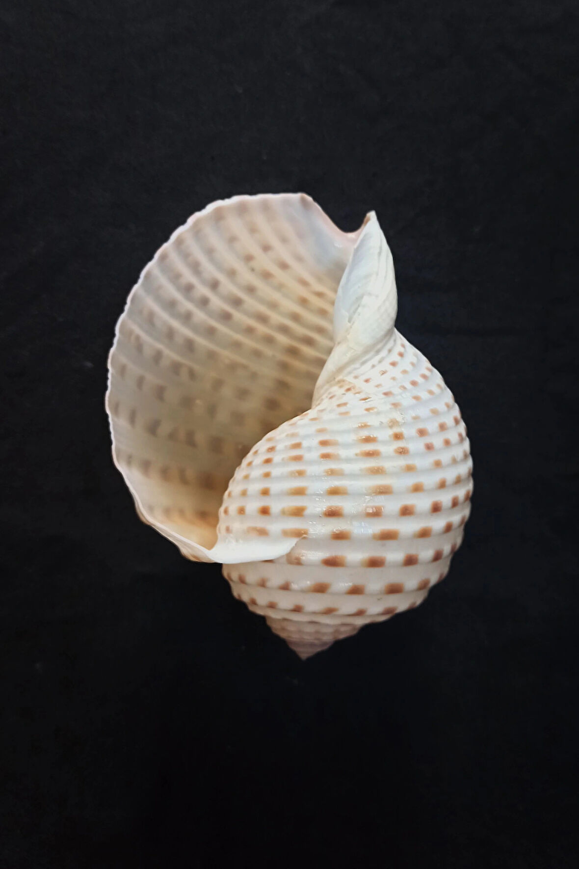 Çok Güzel Deniz Kabuğu Tonna Marginata 8TM