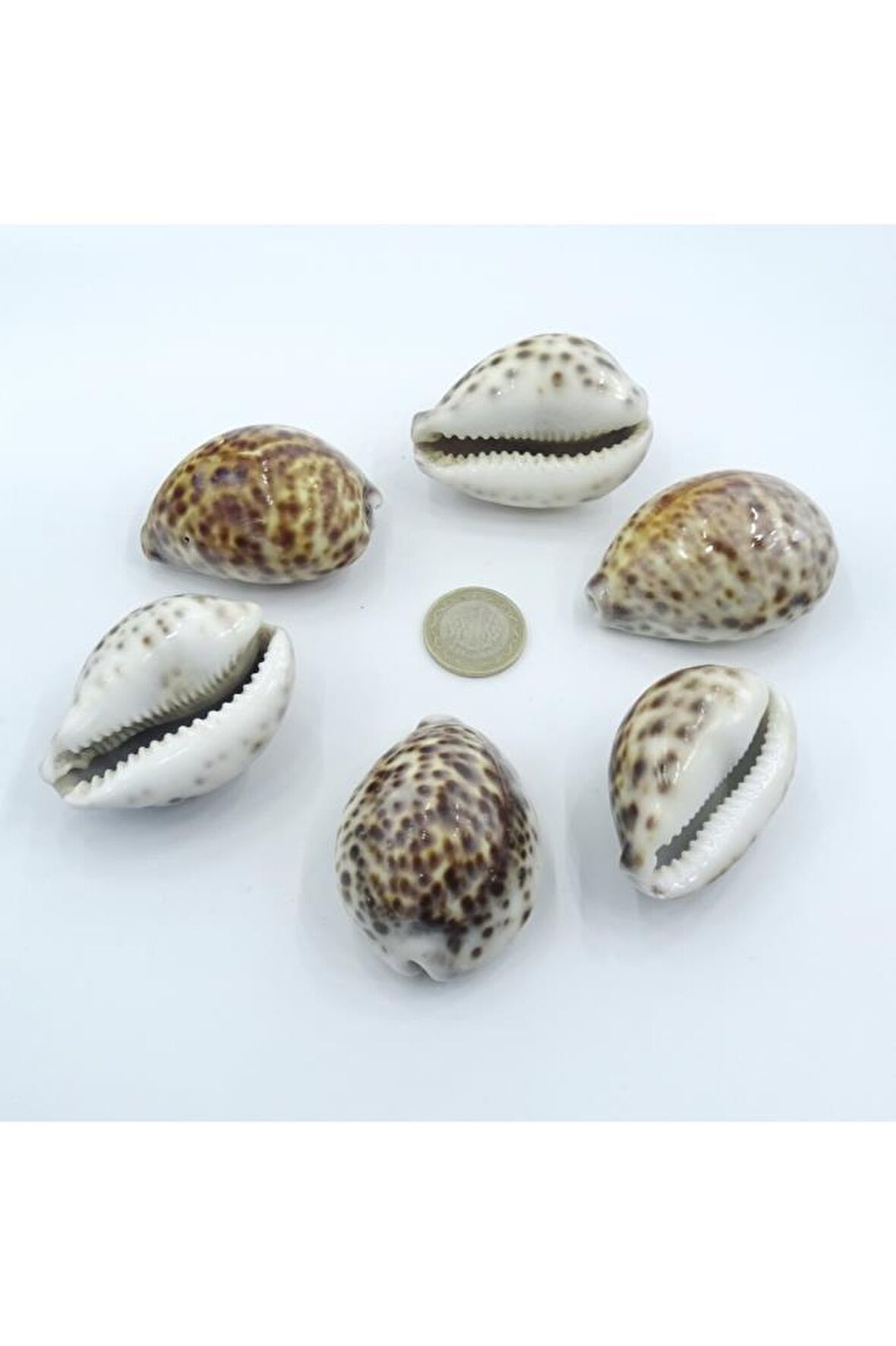 Tiger Cowry Deniz Kabuğu 32