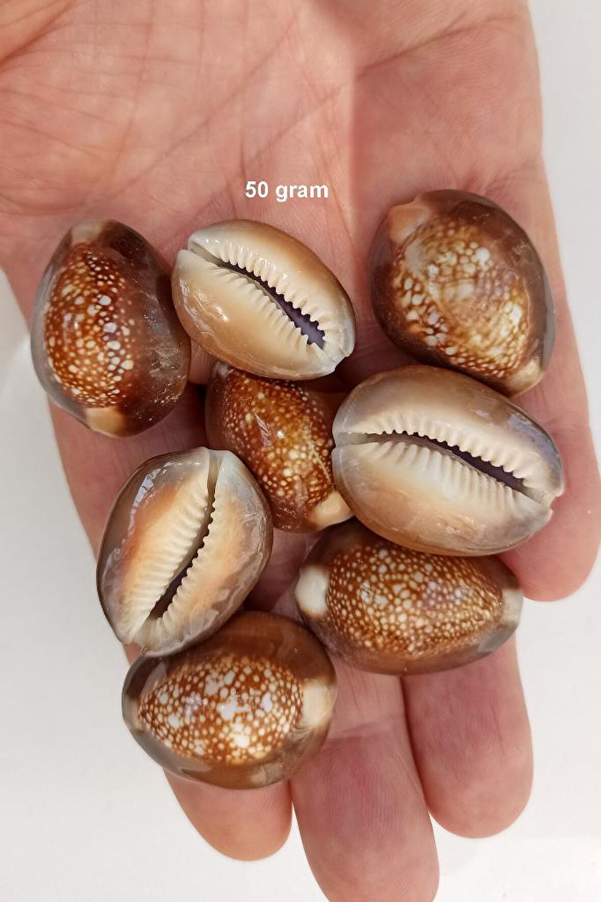 50 Gram Snake Head Cowry Deniz Kabukları 439