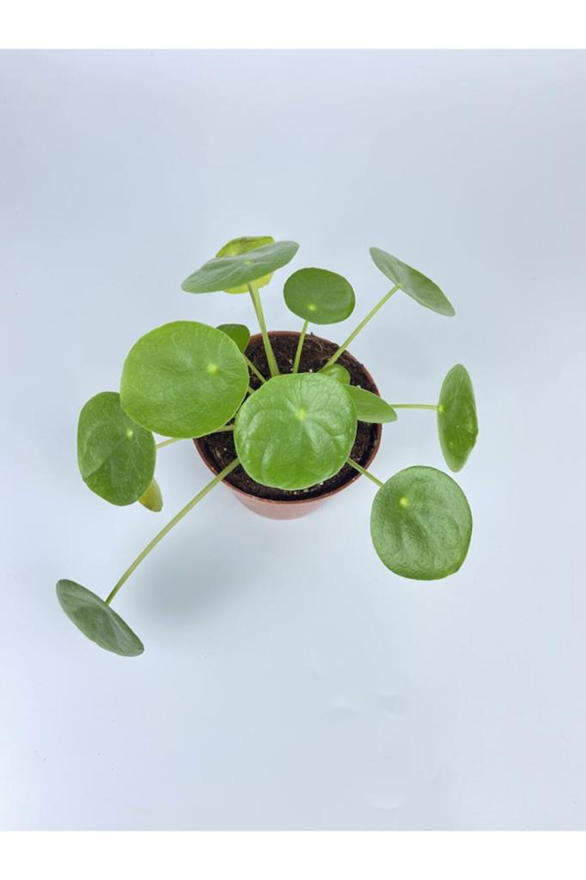 Çin Para Çiçeği Ev Salon Çiçeği Pilea Çiçeği Peperomioides 