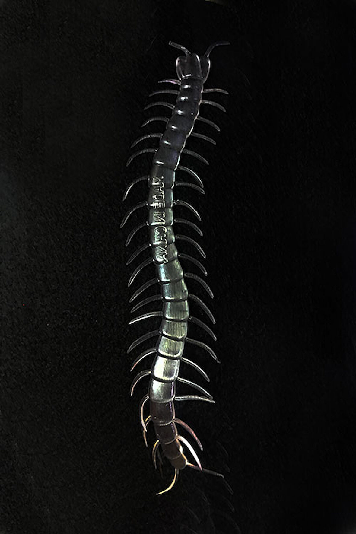 Karanlıkta Parlayan Fosforlu Kırkayak