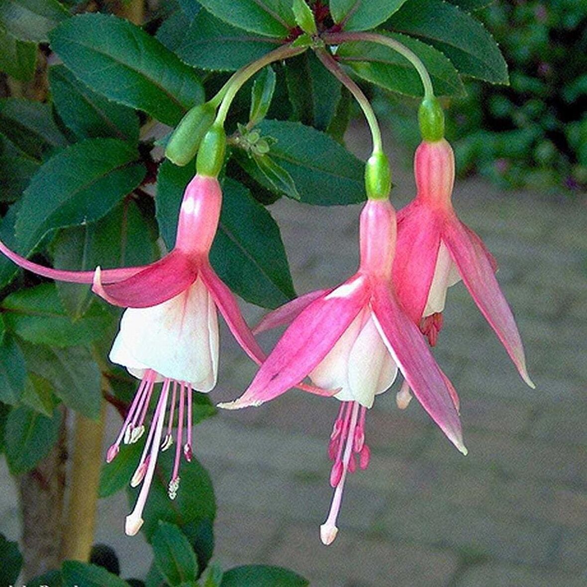 Pembe Küpeli Çiçeği 15-25 cm