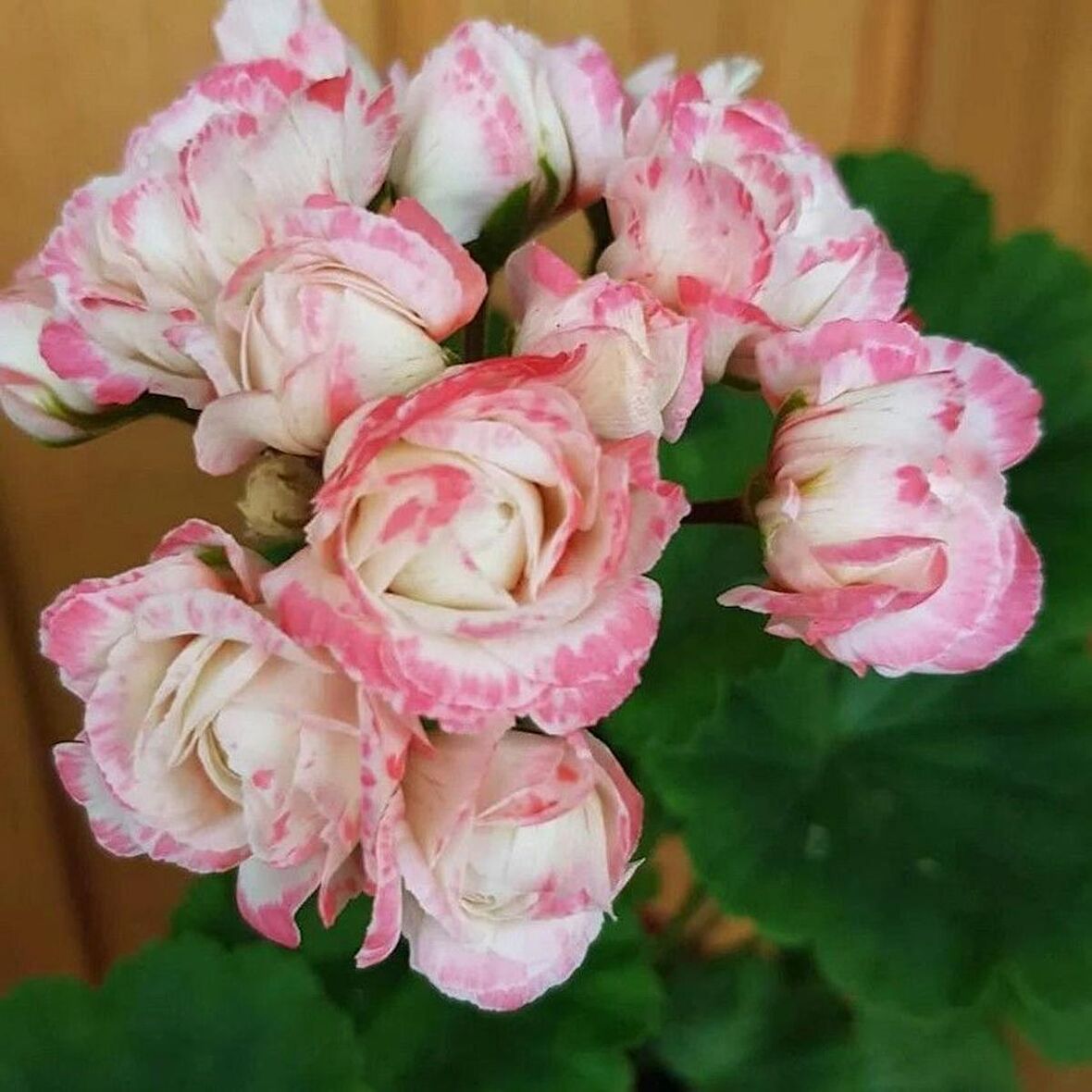 Koleksiyonluk Denise Appleblossom Gül Sardunya Çiçeği Fidesi (1 adet)