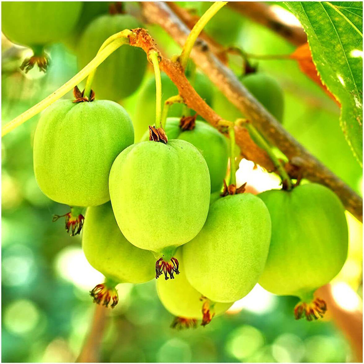 Geleneksel Soğuğa Dayanıklı Elma Tipli Tüysüz Yeşil Kivi Fidanı