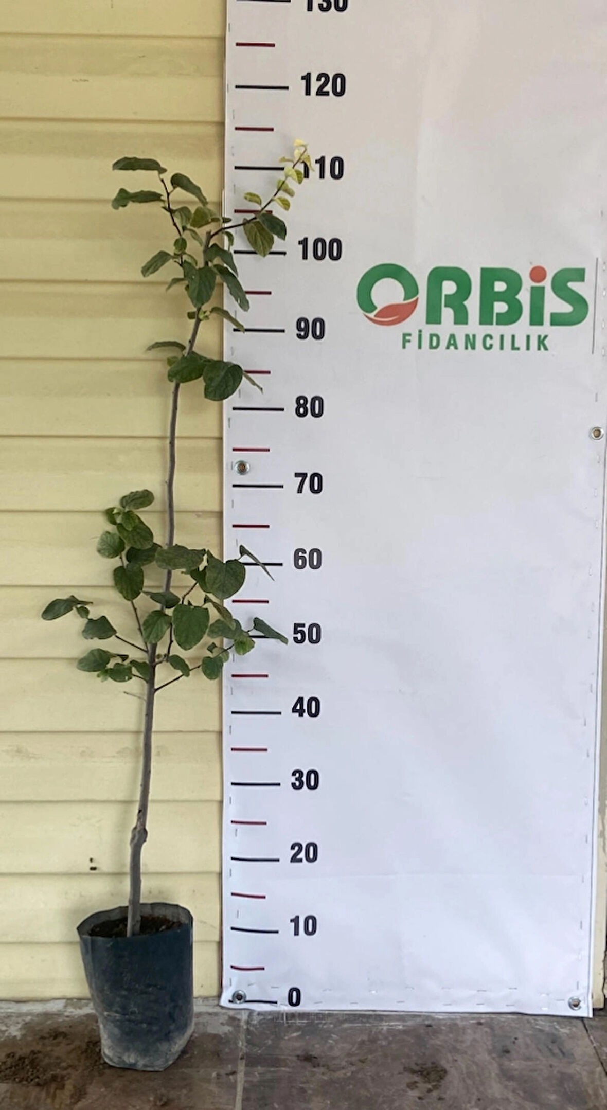 Ekmek Ayvası Fidanı – Büyük, Sulu ve Aromalı Meyve