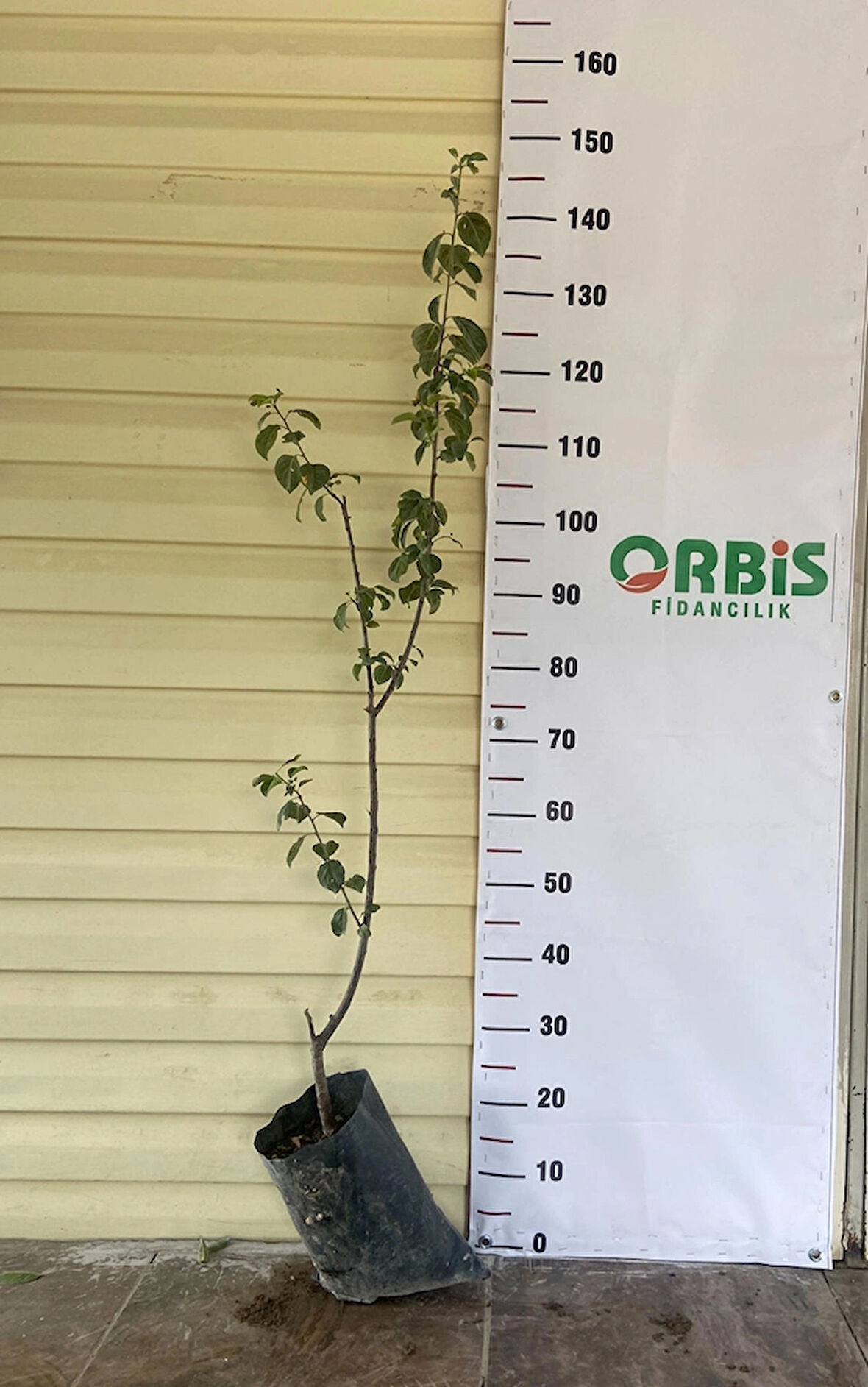 Can Erik Fidanı –  3 Yaş aşılı,Sulu ve Mayhoş Lezzet