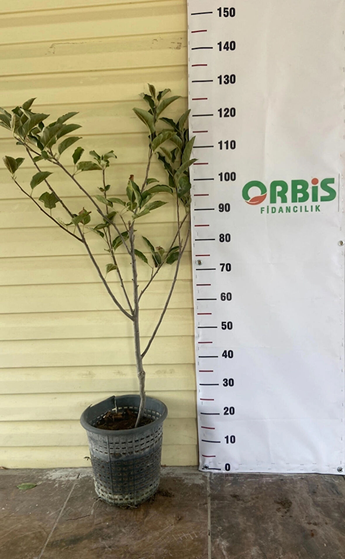 Aşılı 3 Yaş Gala Elma Fidanı – İri, Tatlı ve Aromalı Meyve