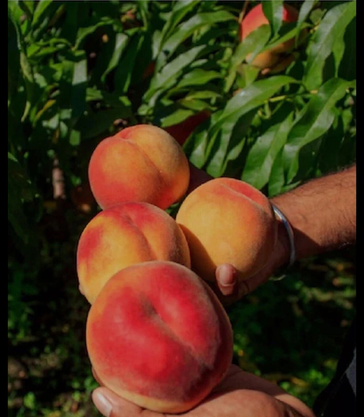 Bursa Yarma Şeftali Fidanı –  aşılı 3 yaş,Sulu, İri ve Aromalı Meyve