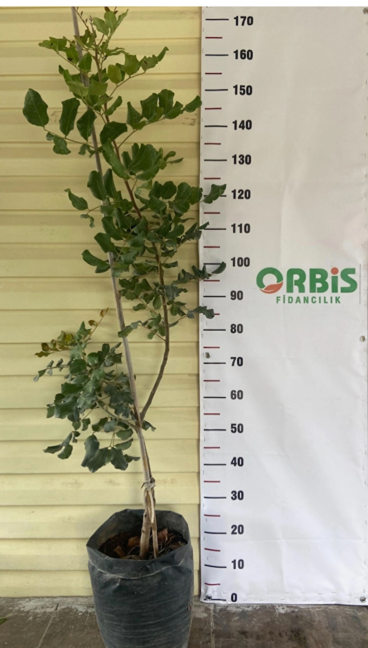 Aşılı 3 yaşlı keçi boynuzu(Harnup) fidanı 