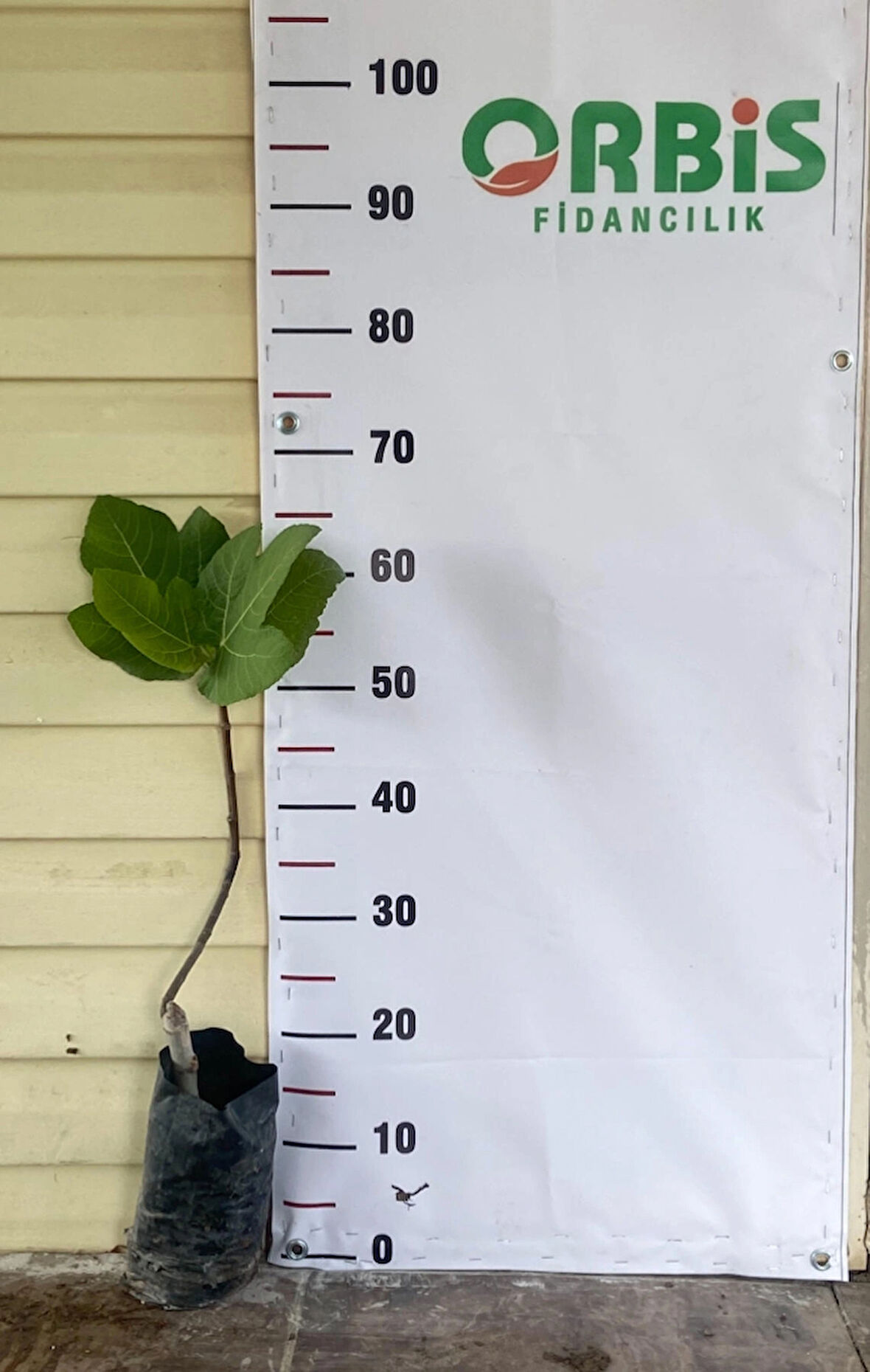 Erkenci Tarsus Siyah İnciri