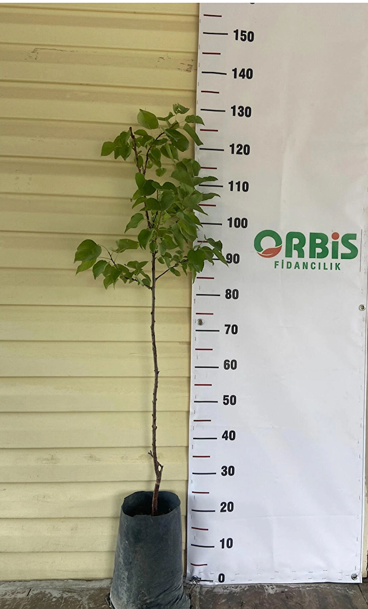 Şekerpare Kayısı Fidanı – Aşılı, 3 Yaşlı, Tatlı ve Aromalı Meyve