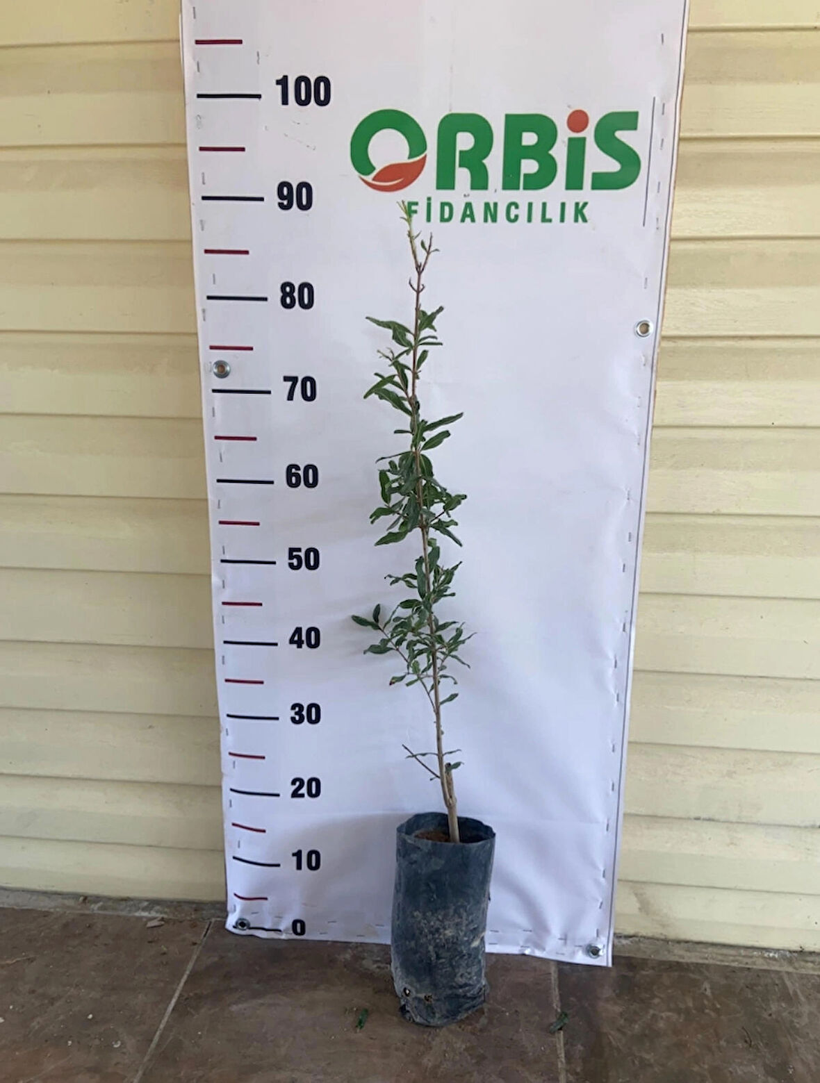  ⸻  Deve Dişi Nar Fidanı – Tatlı ve İri Taneli Meyve