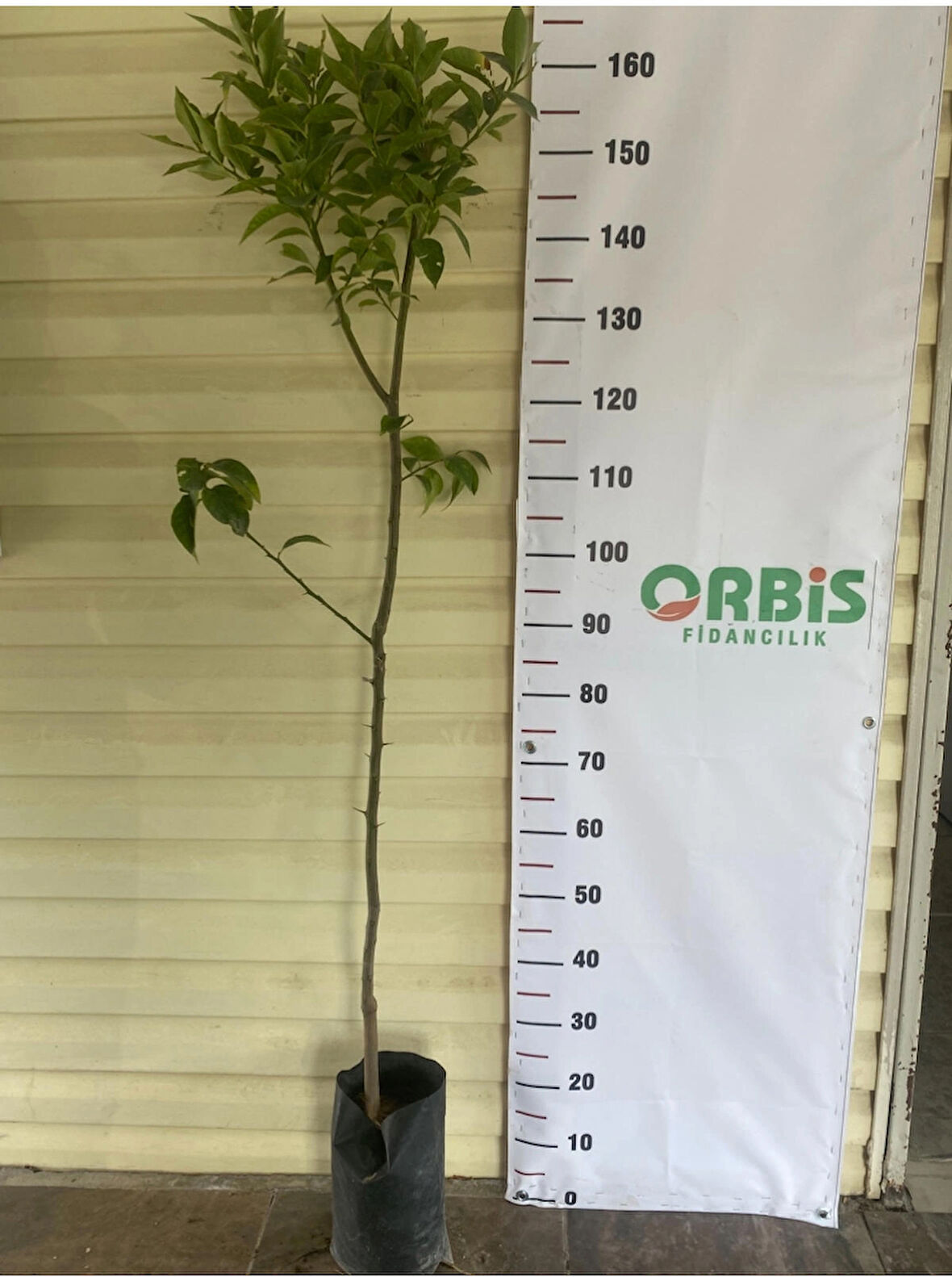 Aşılı 3 Yaş Yediveren Limon Fidanı 