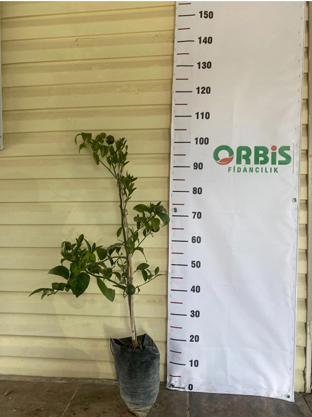 2 Yaş W. Murcott Mandalina Fidanı 