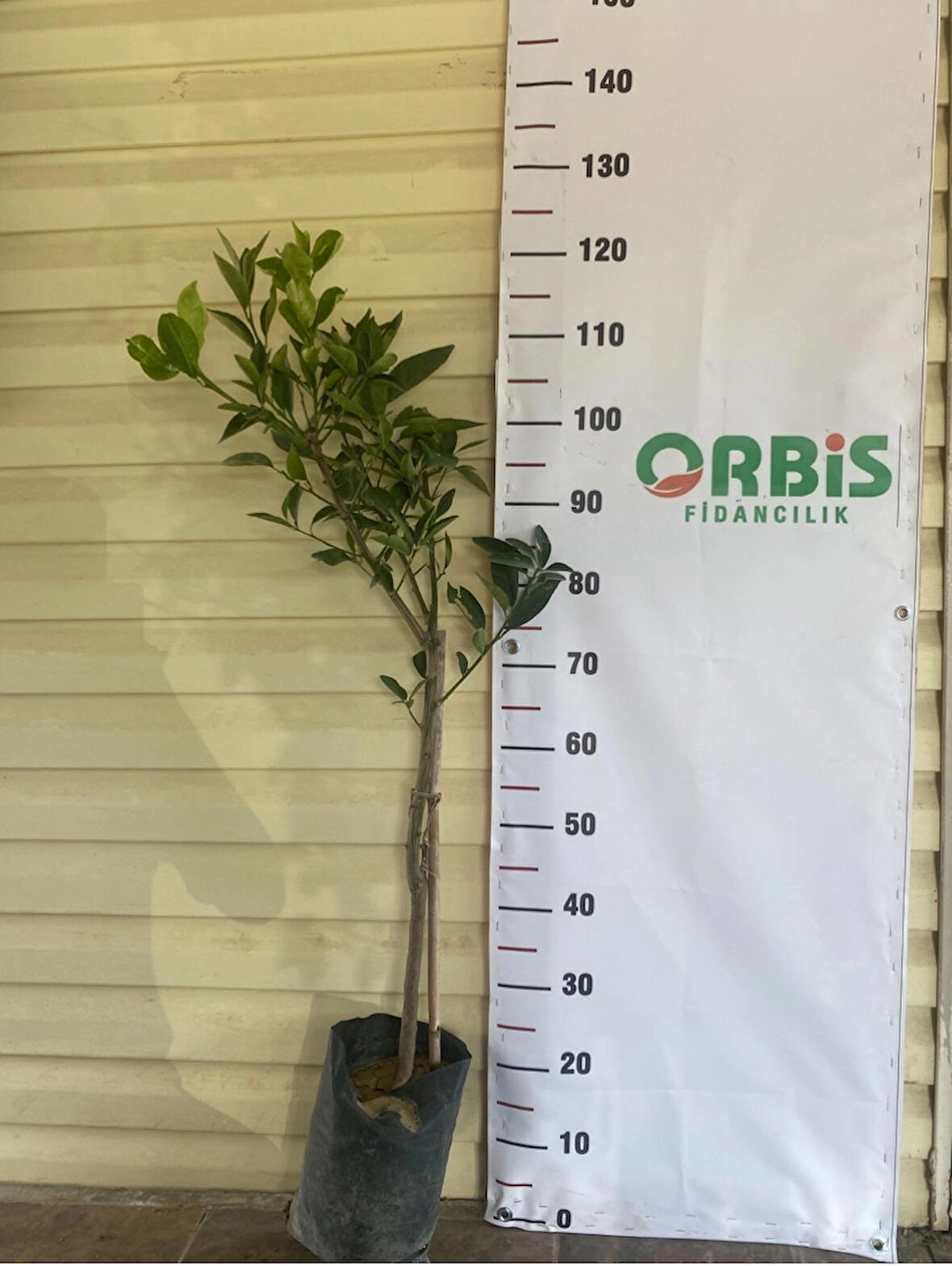 3 Yaş Aşılı Kara Kara Portakal Fidanı(Kanlı Portakal) 