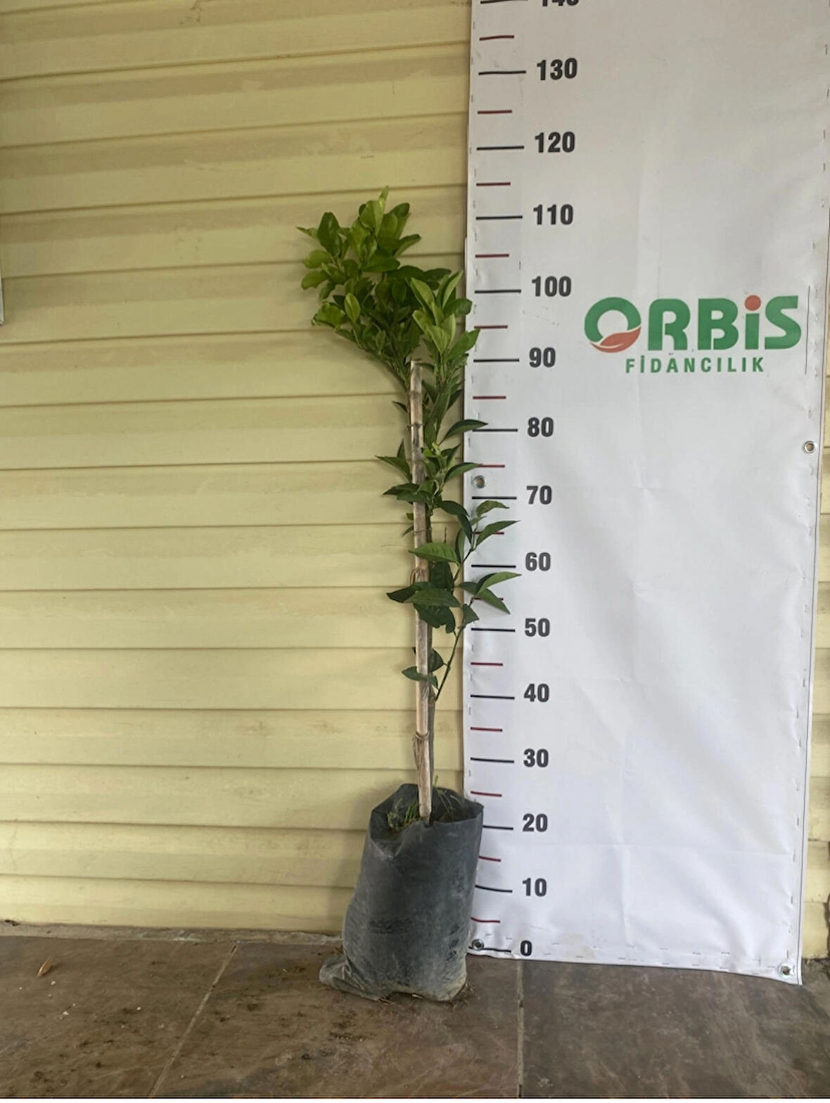 2 Yaş Aşılı Washington Portakal Fidanı