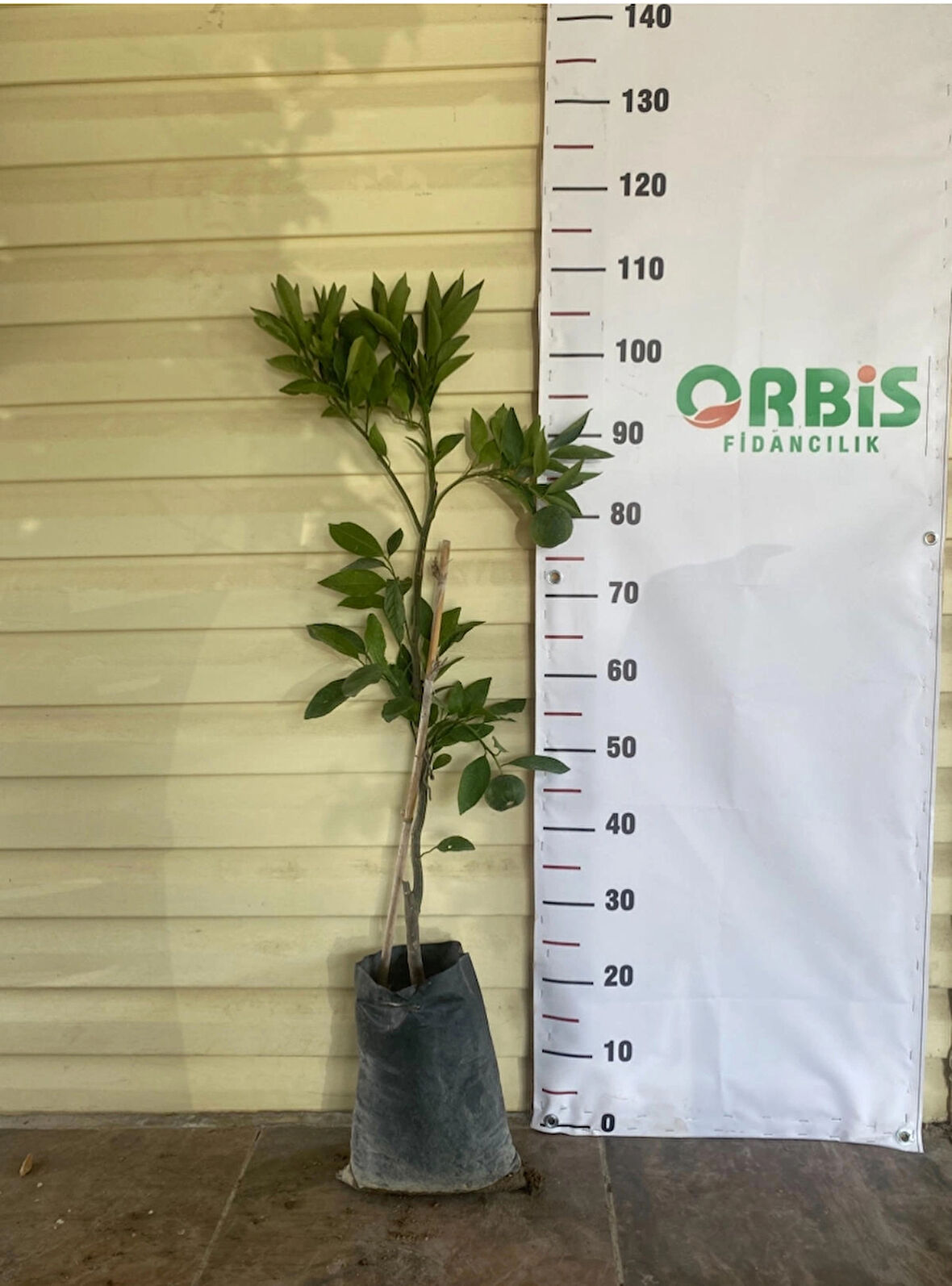 Aşılı 3 Yaş Satsuma, Rize Mandalina Fidanı