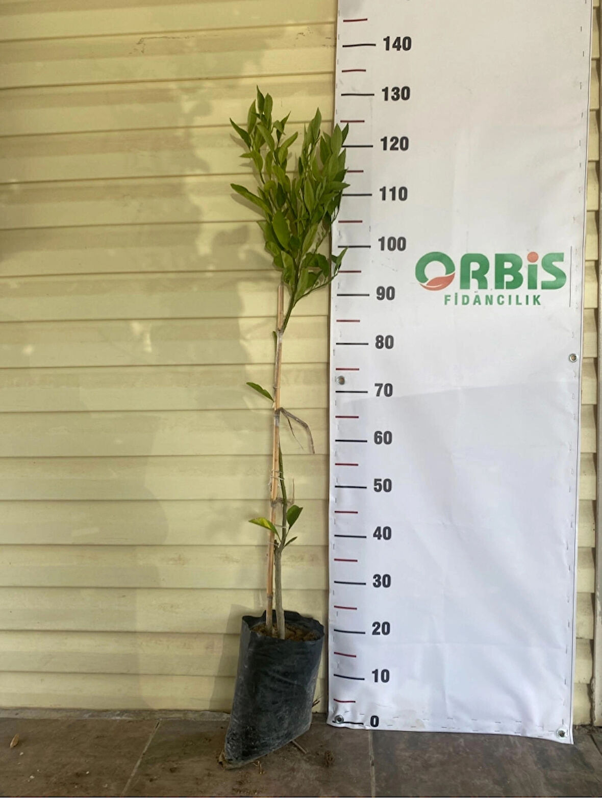 2 Yaş Aşılı Dobashi Beni Mandalina Fidanı