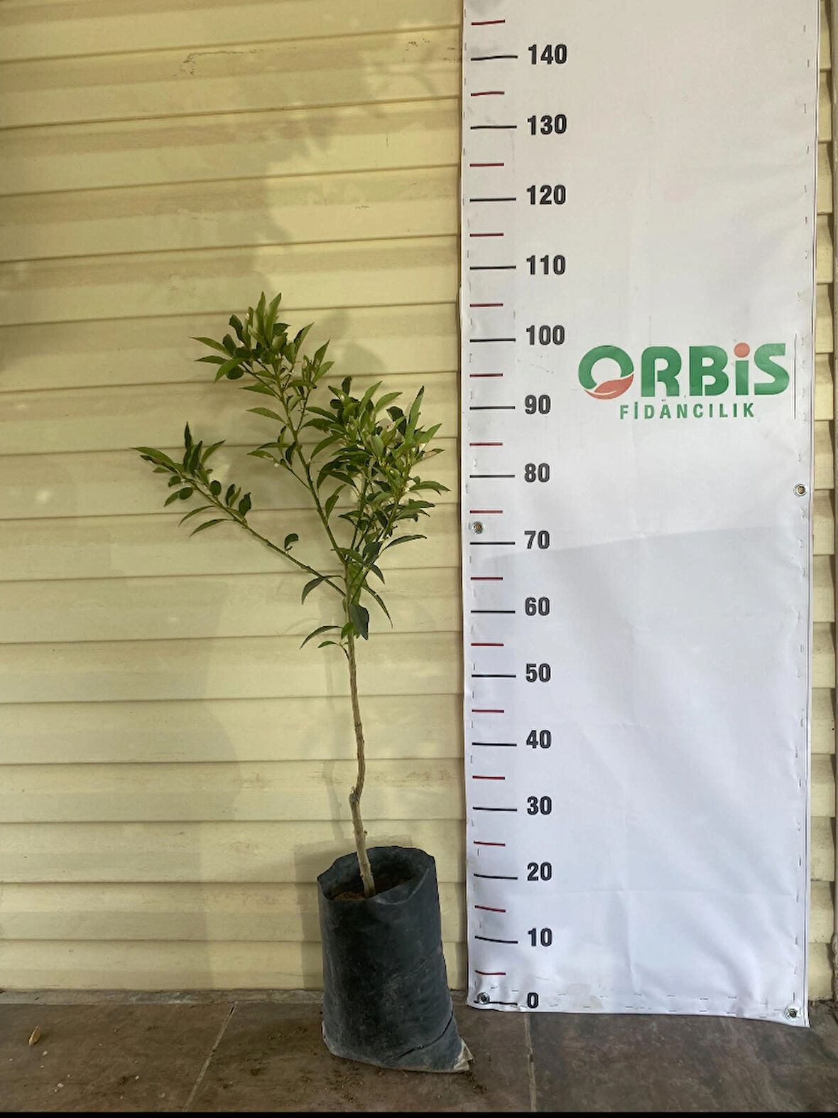 2 Yaşlı Aşılı Kumkuat (Kamkat) Fidanı – Minik, Tatlı ve Aromalı Meyve