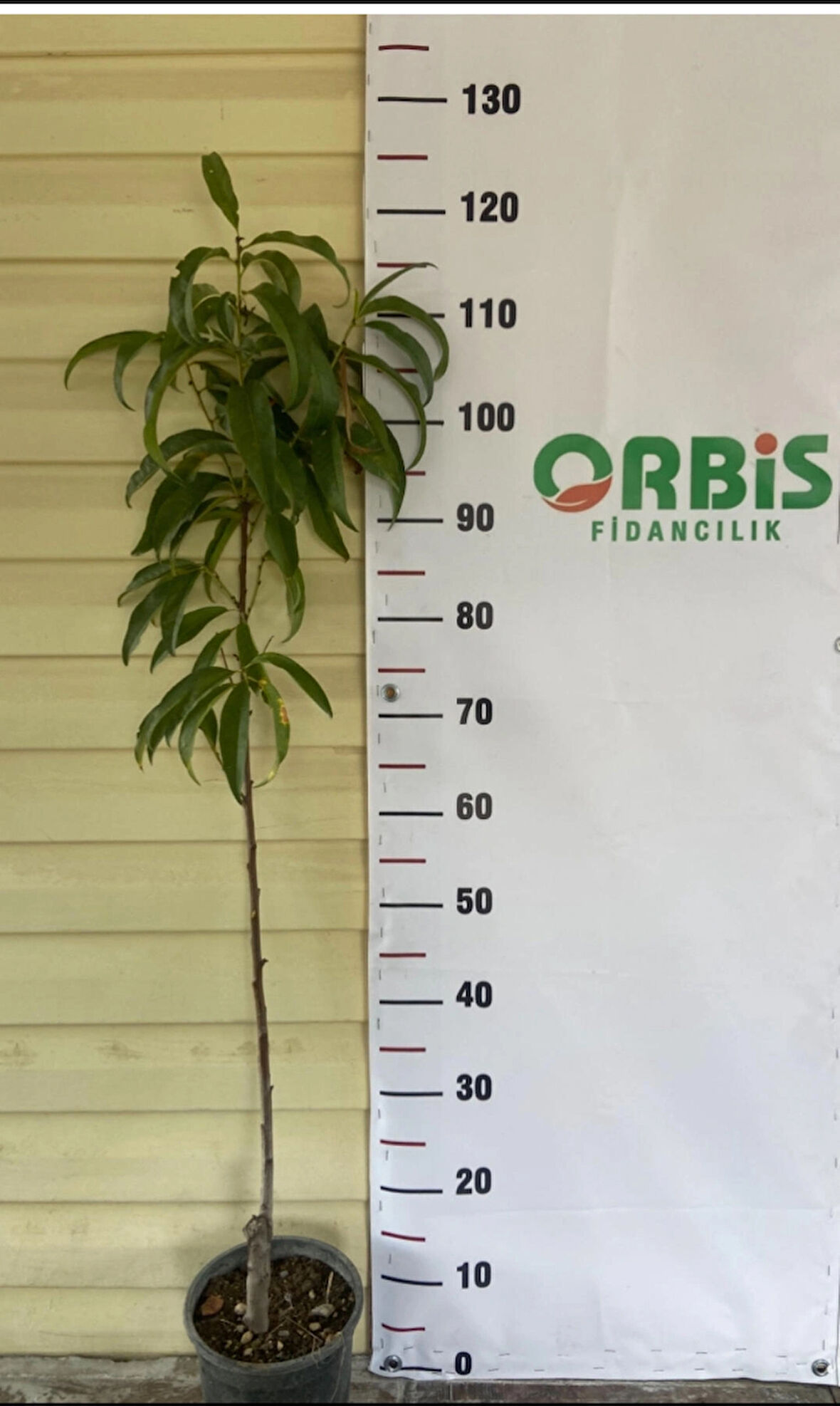 Aşılı Astoria Şeftali Fidanı – Erkenci, Sulu ve Tatlı Meyve