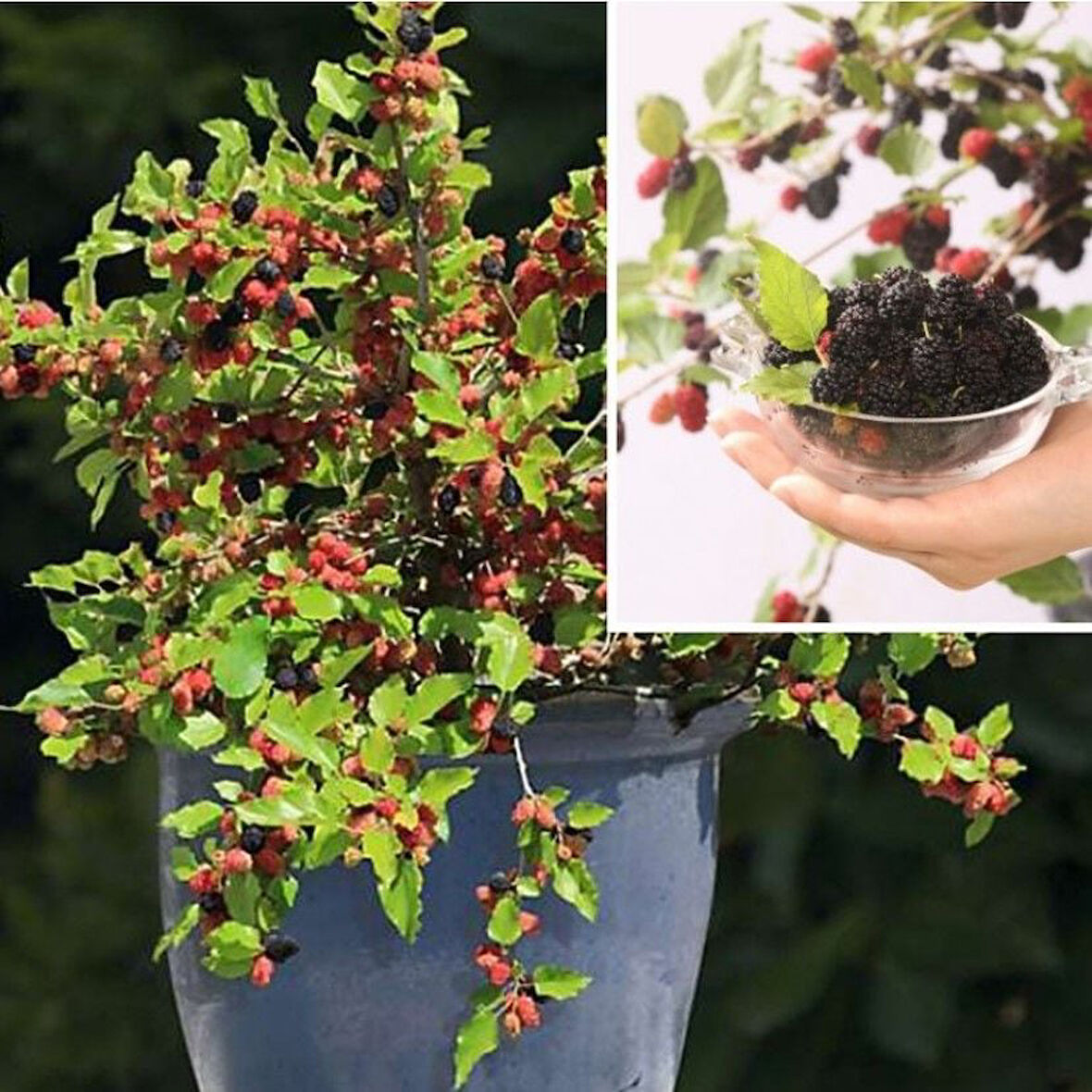 Tüplü Saksıda Yetiştiriciliğe Uygun Soğuklara Dayanıklı Siyah Meyveli Mojo Berry Dut Fidanı