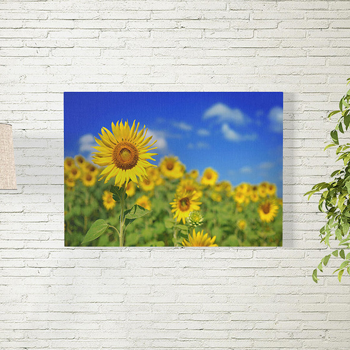 Ay Çiçekleri Poster 50X70 CM