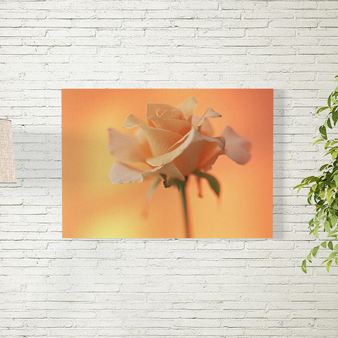 Gül Posteri 70X100 CM