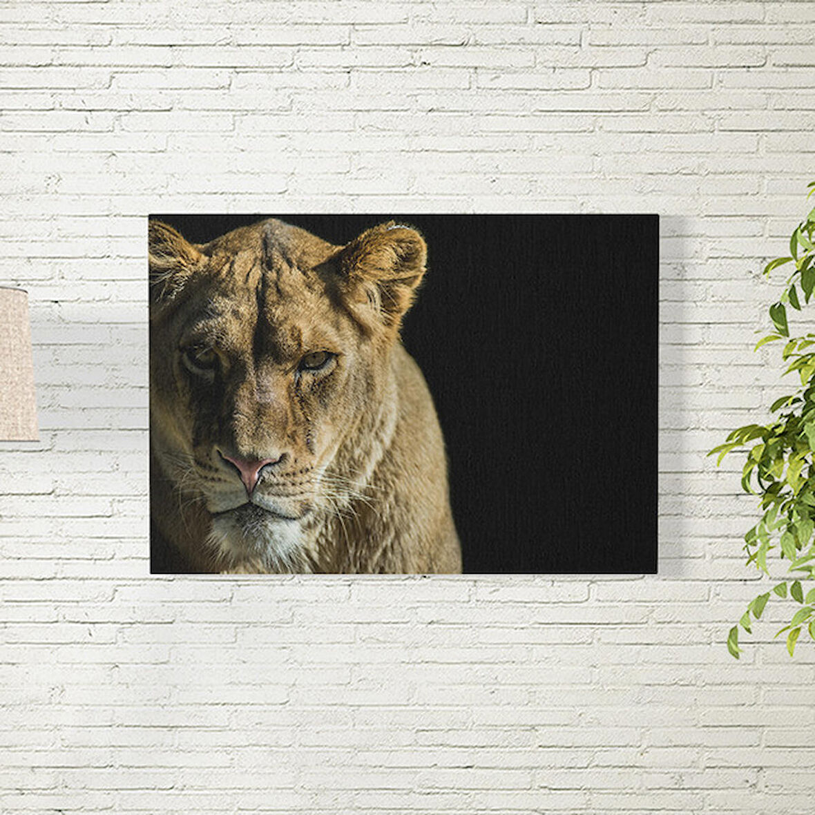 Aslan Poster 50X70 CM