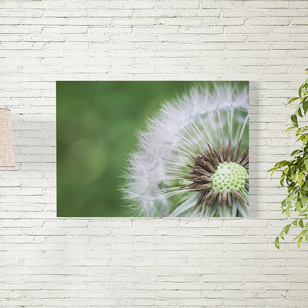 Karahindiba Posteri 70X100 CM