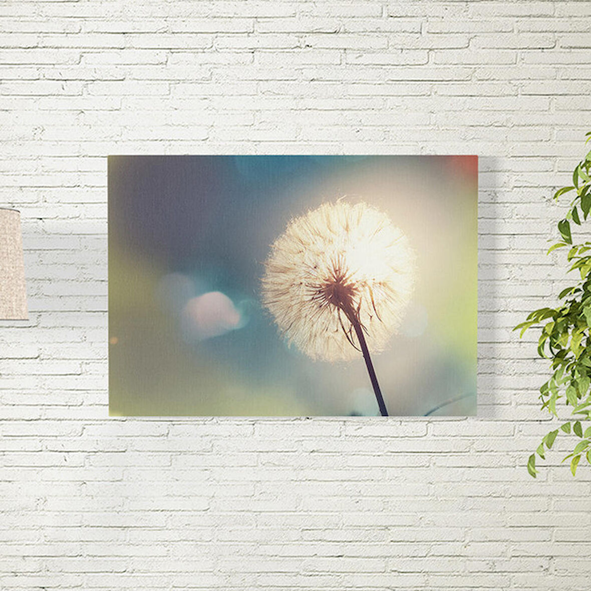 Karahindiba Posteri 70X100 CM