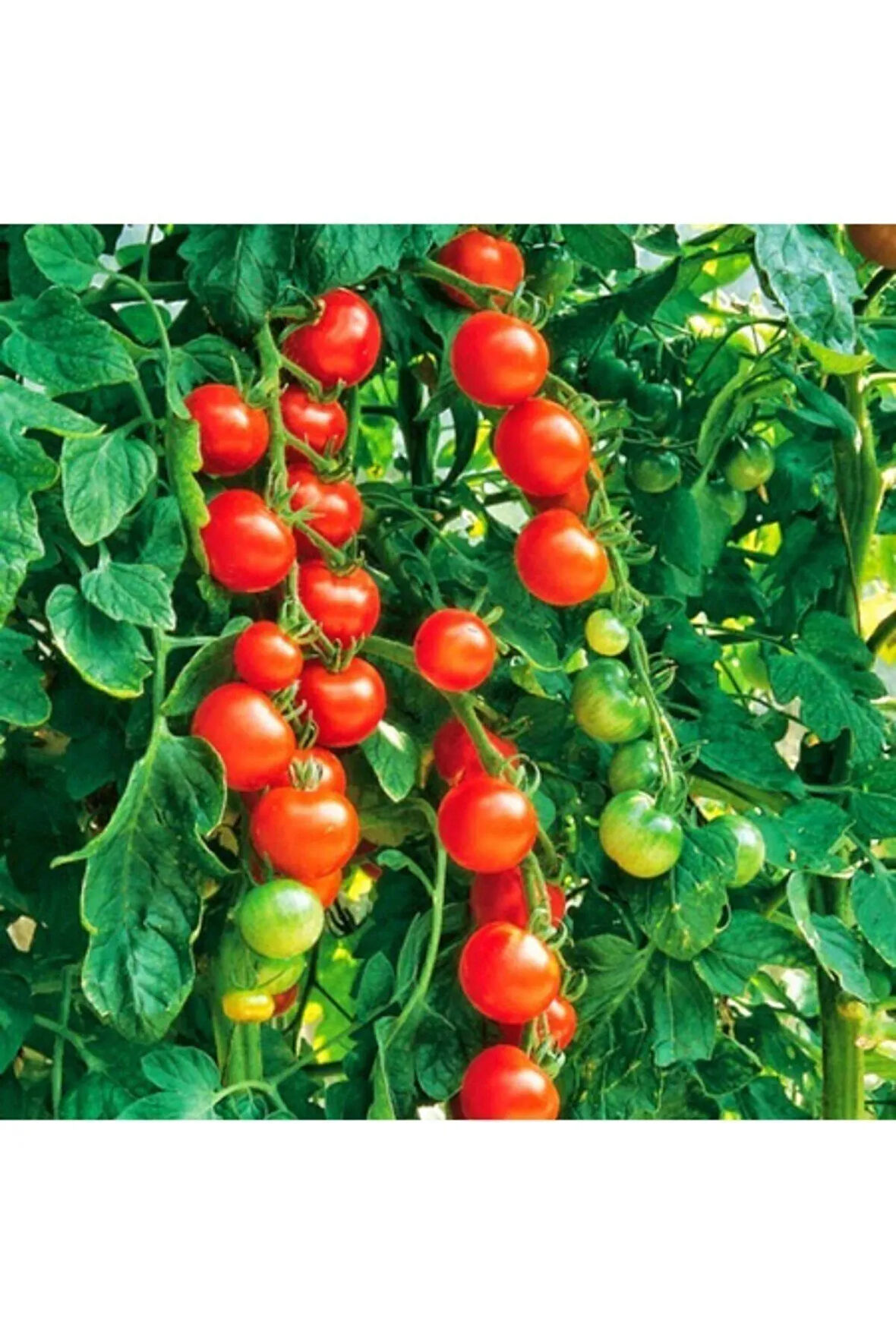 Cherry Domates Tohumu - 100 Adet