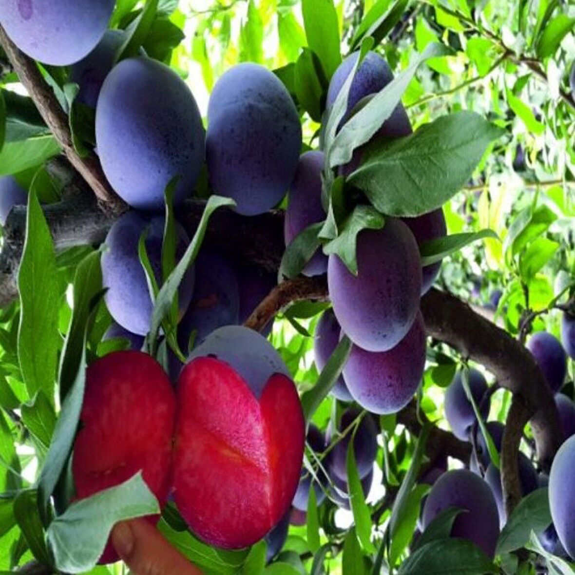 Her Rakımda Yetişebilen Yüksek Aromalı Meyvesi Olan Alyaz Dışı Mor İçi Kırmızı Erik Fidanı