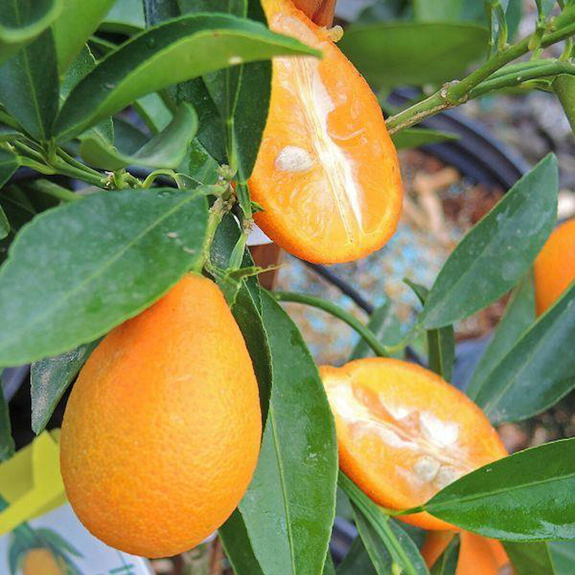 4 Yaş Aşılı Tropikal MANDARİNQUAT Fidanı, Torbada