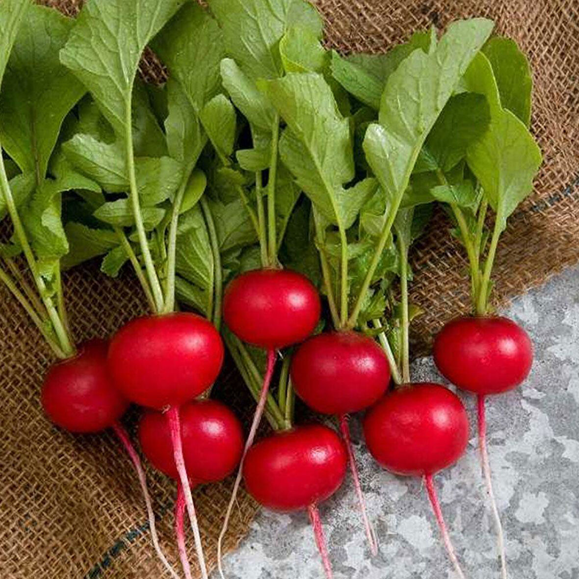 Fındık Turp Tohumu 25 gr Paket