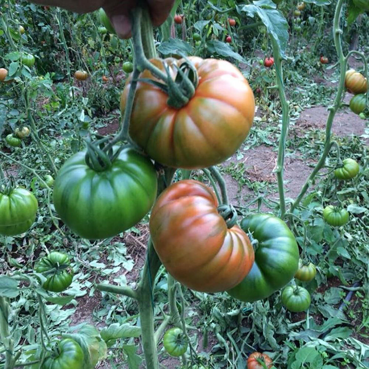 Köy Tipi Yayla Domatesi Tohumu Paket 5 gr Paket