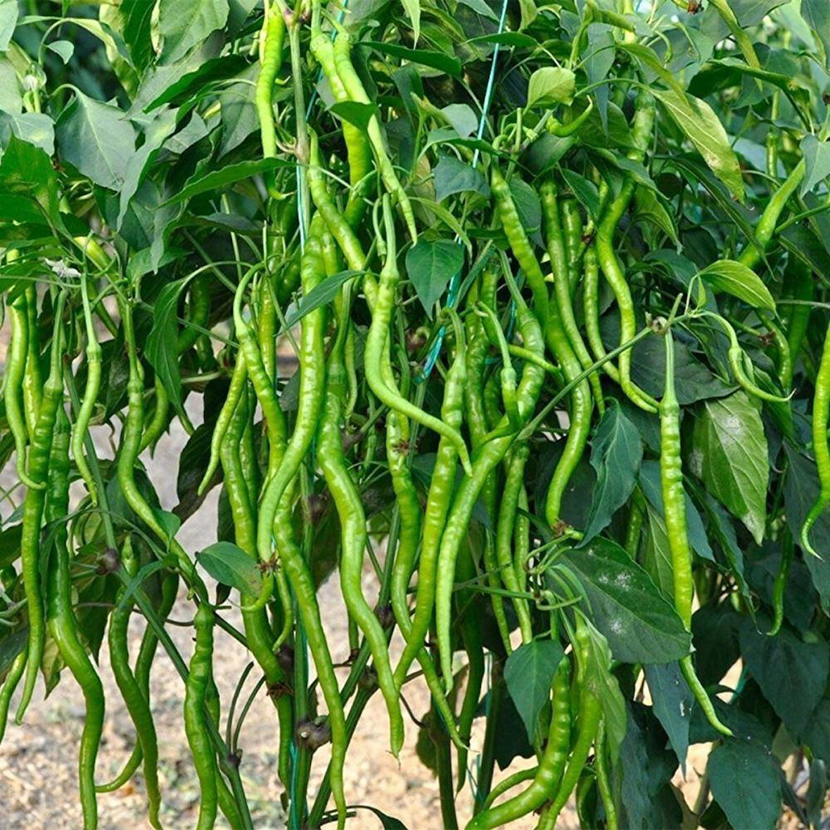 Acı Kıl Biber Tohumu Paket +10 gr Paket