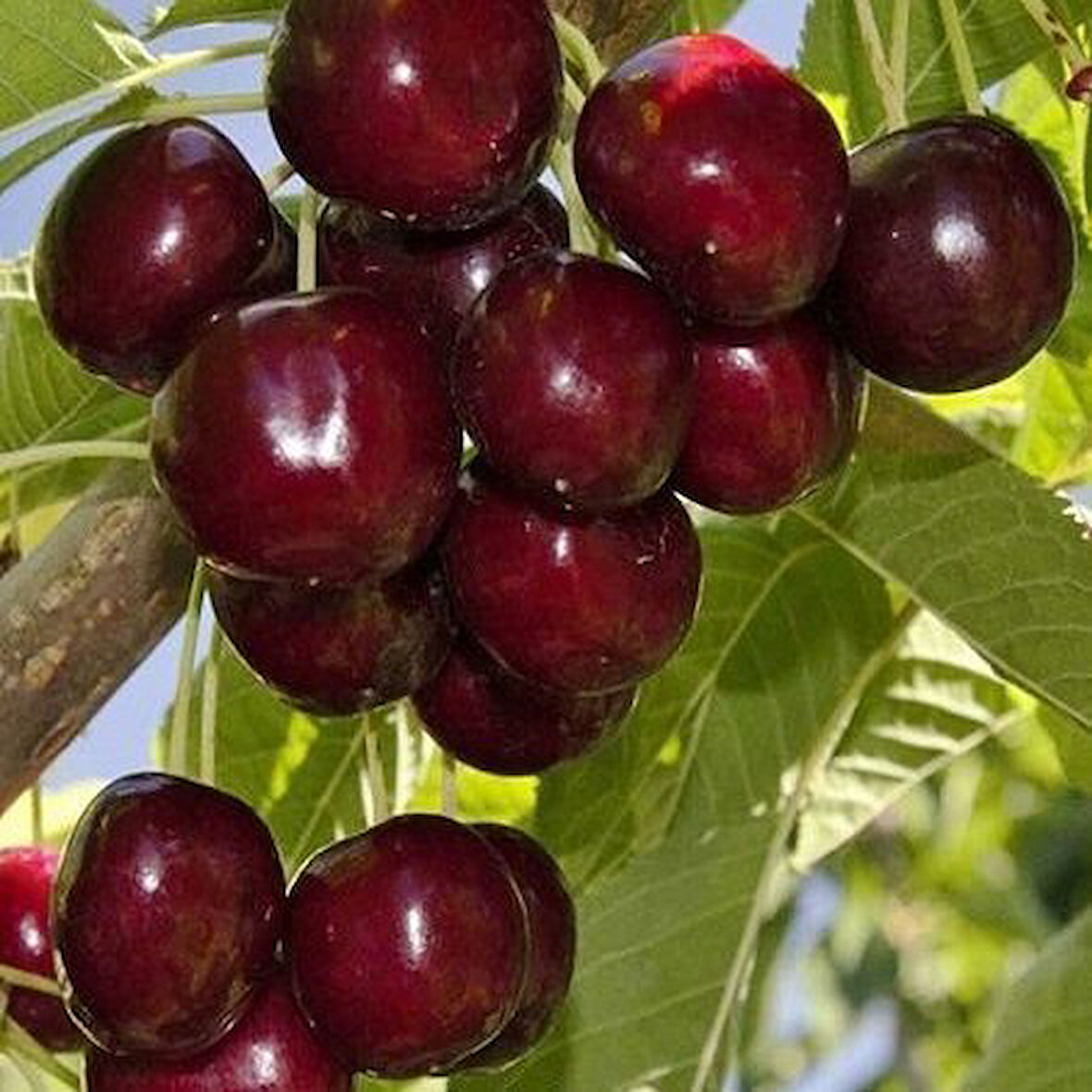 3 Yaş Aşılı Kiraz Fidanı KARAGEVREK, Torbada