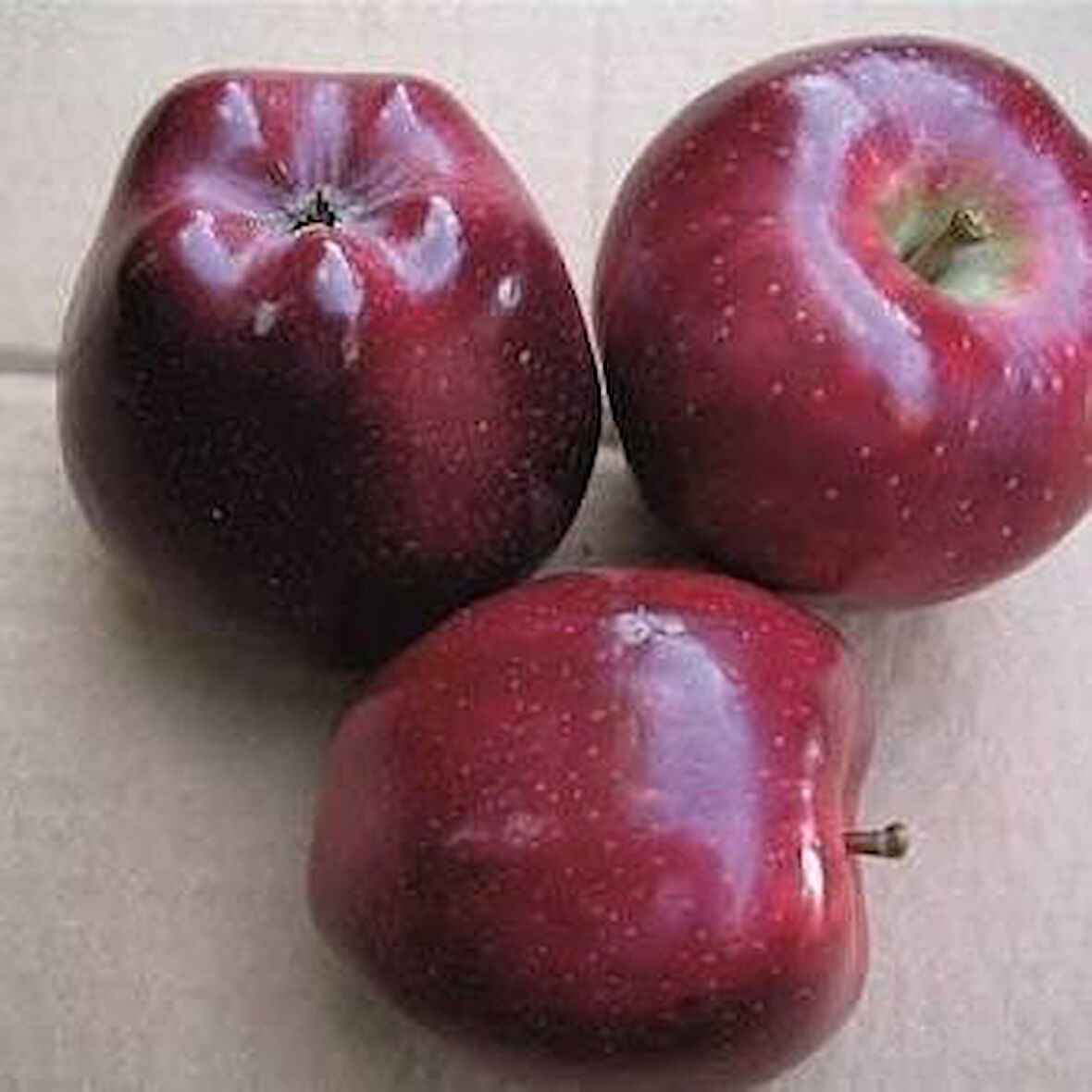 5 Yaş, Aşılı Elma Fidanı SCARLET SPUR, Torbada