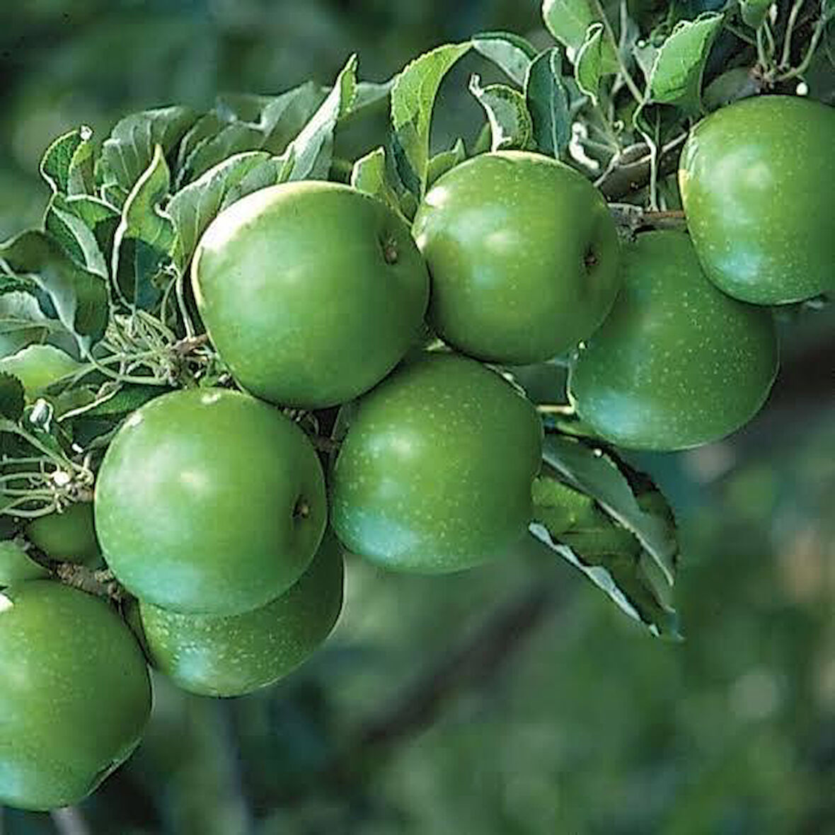 6 Yaş Aşılı Granyy Smith Elma Fidanı , Saksıda 