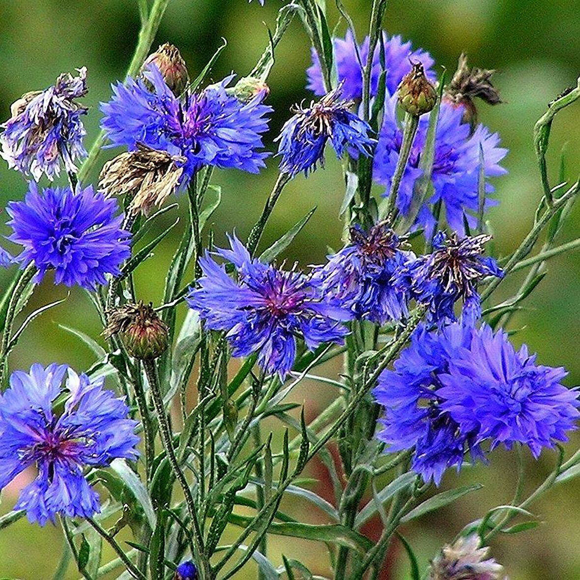 Katmerli Mavi Kantaron Çiçeği Tohumu 1 Paket (15 Adet)