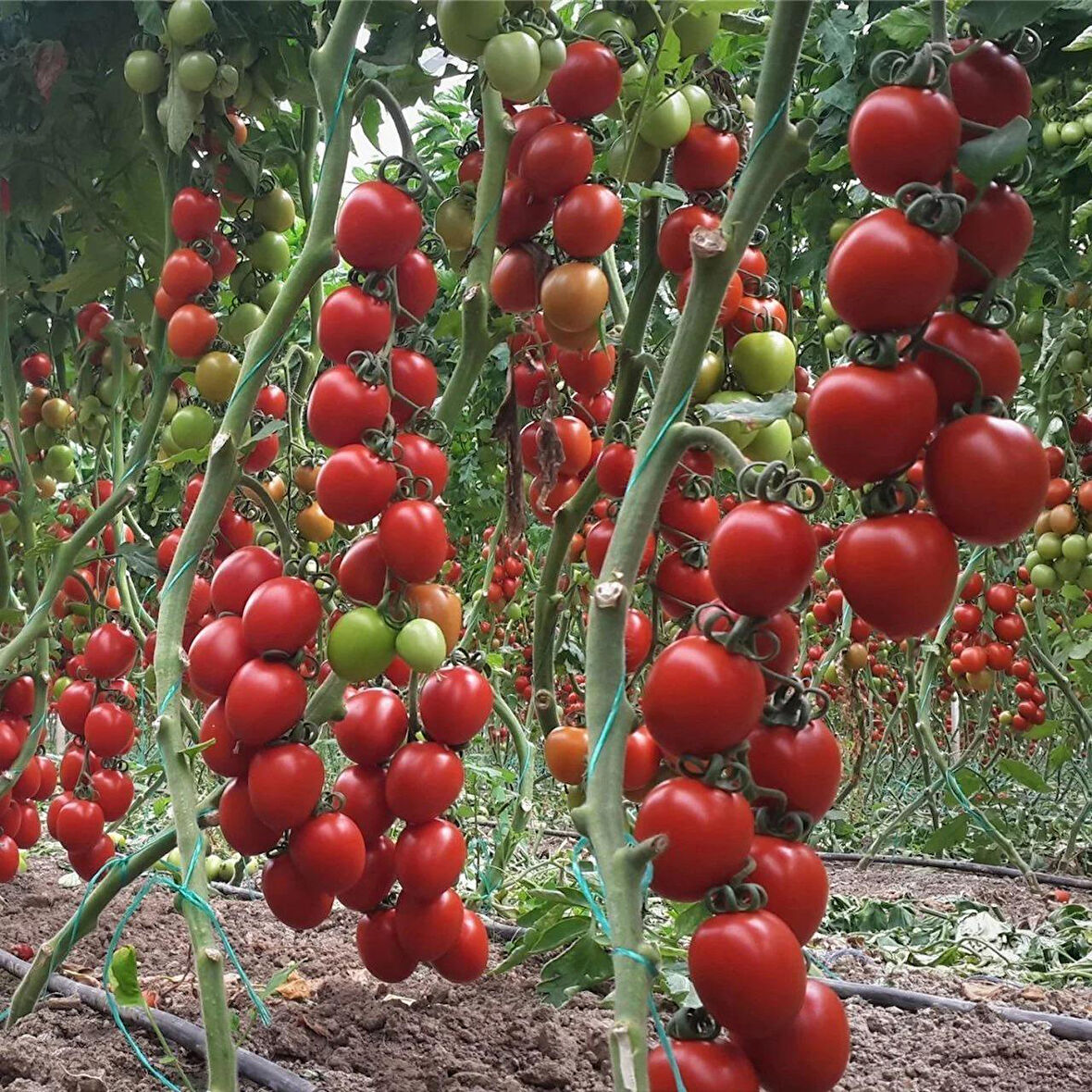 Bol Verimli 5 Adet Salkım Domates Fidesi